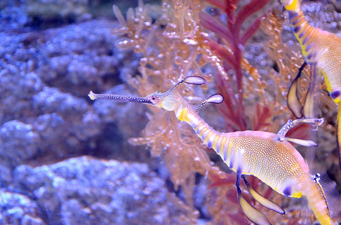 Dubaj Underwater Zoo