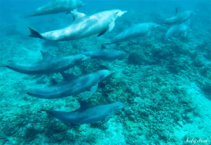 malediwy delfiny