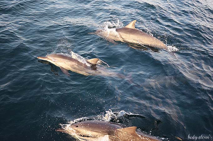 Malediwy delfiny