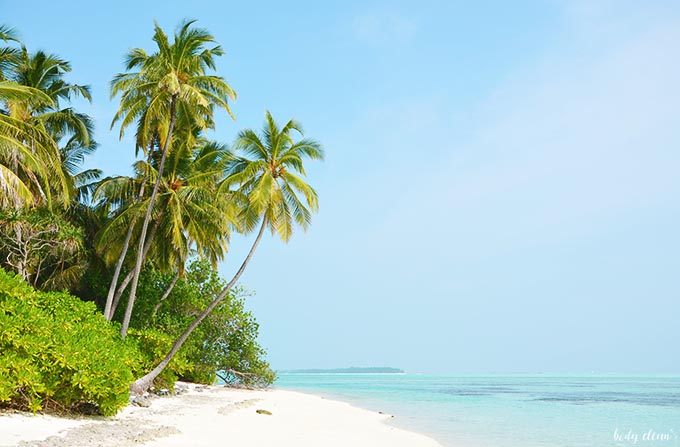 Malediwy palmy