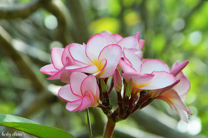 Malediwy frangipani plumeria