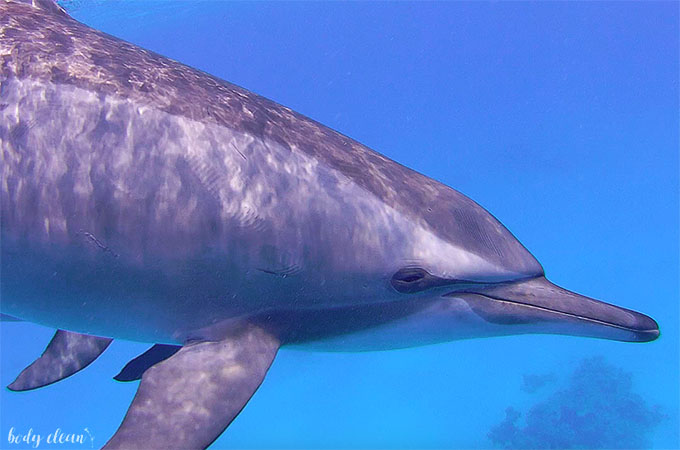 egipt marsa alam delfiny satyaya