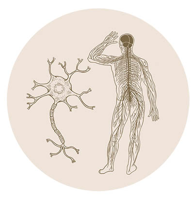 uklad nerwowy cykl spotkań Wracając do siebie